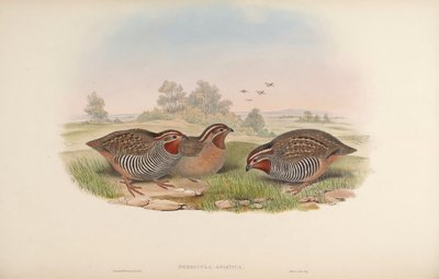 Perdicula asiatica door John Gould